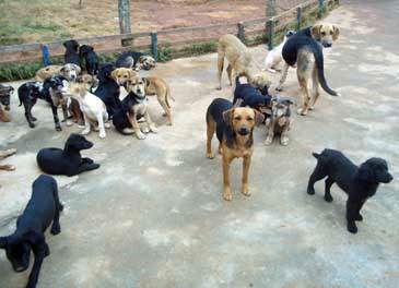 UNIFOR tem cães para adoção