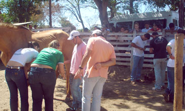 Medicina Veterinária em campo