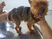 1ª cirurgia ortopédica canina em Formiga é realizada no UNIFOR