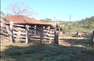 FUOM firma convênio com a Prefeitura para a captura de animais