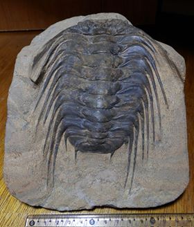 12170285 898643236870719 1426114742 n