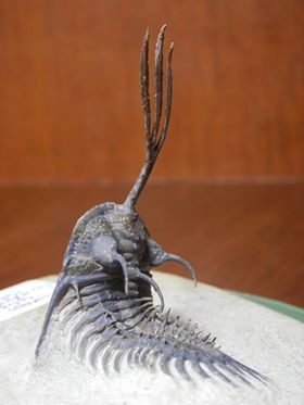 12177882 898643286870714 396223565 n