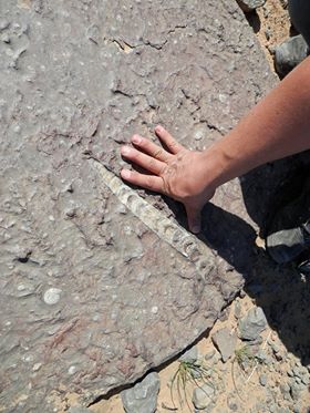 Os fósseis de Marrocos