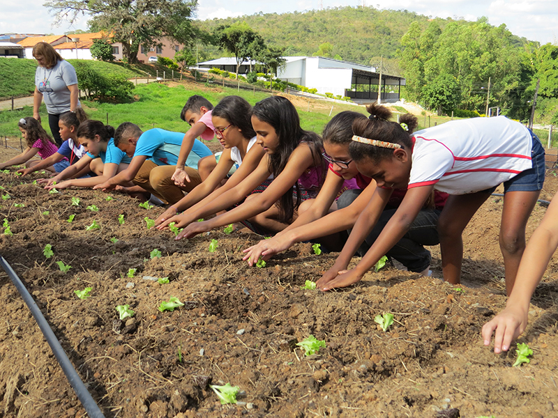 cultivar patronato 2