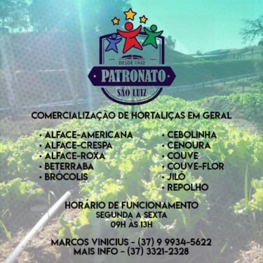 INICIADA A COLHEITA DE VERDURAS E LEGUMES DO PROJETO CULTIVAR