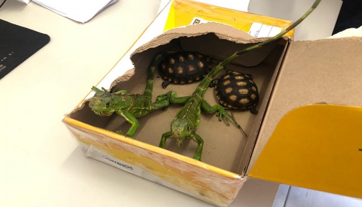 ANIMAIS SILVESTRES SÃO ENCONTRADOS EM ENCOMENDA VIA CORREIOS EM PIUMHI