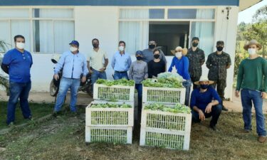 BANCO DE ALIMENTOS E PARCEIROS REALIZAM PRIMEIRA COLHEITA DE ALFACES