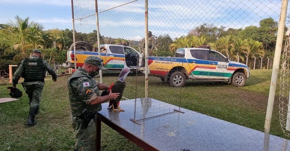 GALOS APREENDIDOS EM RINHA SERÃO ENCAMINHADOS PARA O CVAGA