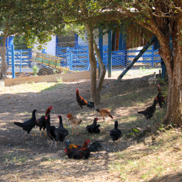 PROJETO DA FAZENDA LABORATÓRIO TESTA EFICIÊNCIA REPRODUTIVA DE GALOS APREENDIDOS EM RINHAS
