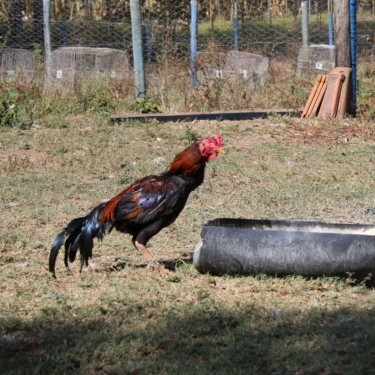 STF CITA PROJETO DE REABILITAÇÃO DE GALOS DE RINHAS REALIZADO PELO UNIFOR-MG AO VETAR ABATE DE ANIMAIS EM SITUAÇÃO DE MAUS-TRATOS