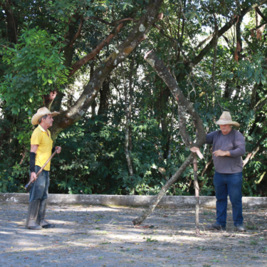 CENTRO UNIVERSITÁRIO REALIZA PODA DE ÁRVORES DO CAMPUS