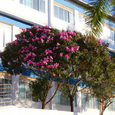 CAMPUS DO CENTRO UNIVERSITÁRIO É EMBELEZADO POR FLORES E ÁREAS VERDES