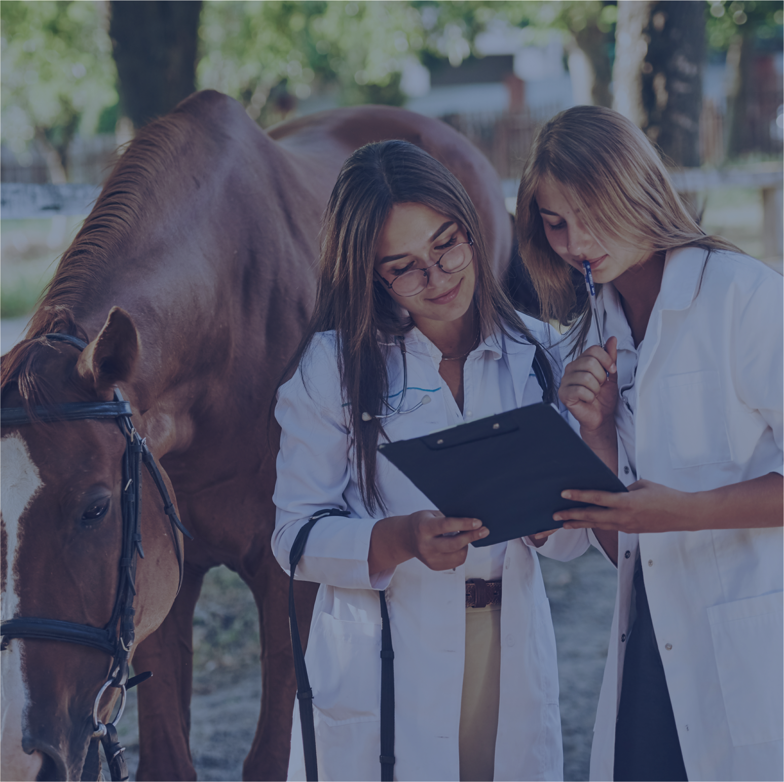 Medicina Veterinária (Semipresencial)